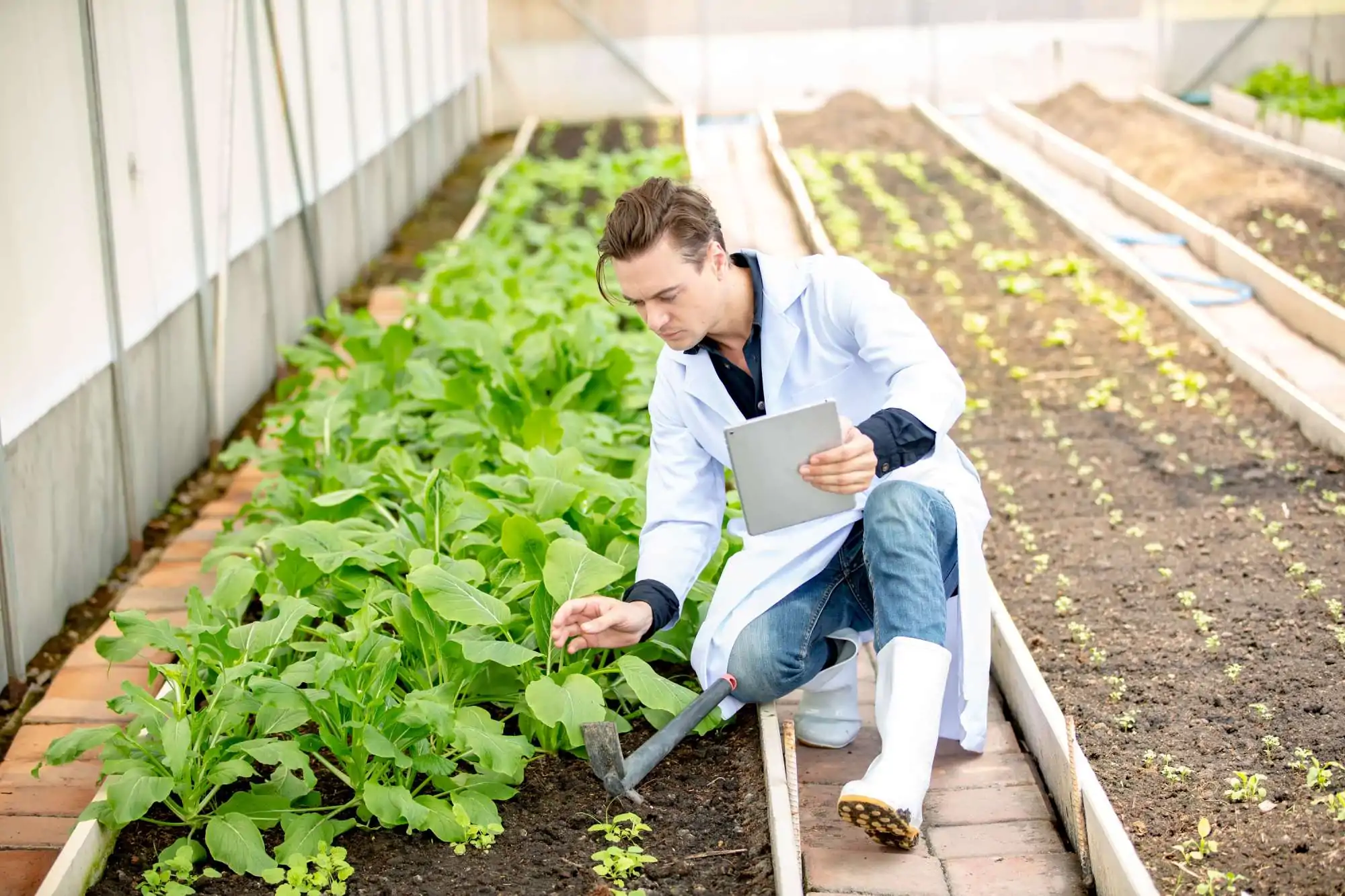 Agrónomo tomando datos en invernadero bc fertilis