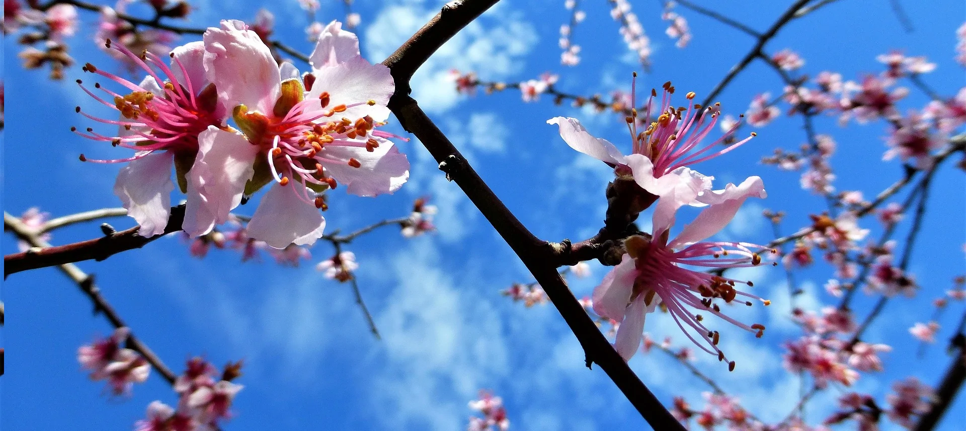 tratmiento del cultivo de almendros para obtener flores y frutos sanos