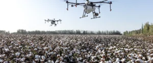 Pulverización con varios drones al mismo tiempo sobre algodón
