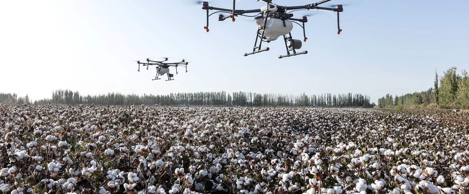 Pulverización con varios drones al mismo tiempo sobre algodón