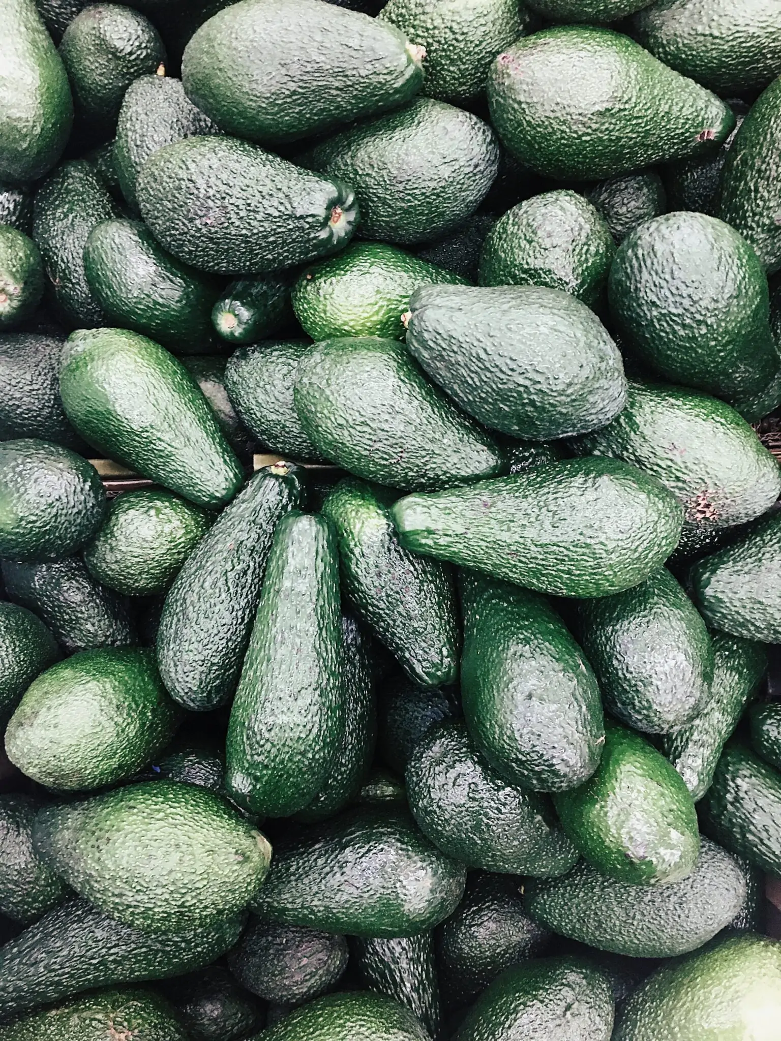 BC fertilis la ciencia detras de la poda del aguacate
