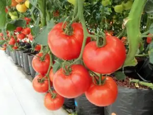 agricultura intensiva de tomates en ambientes controlados y con gran calidad