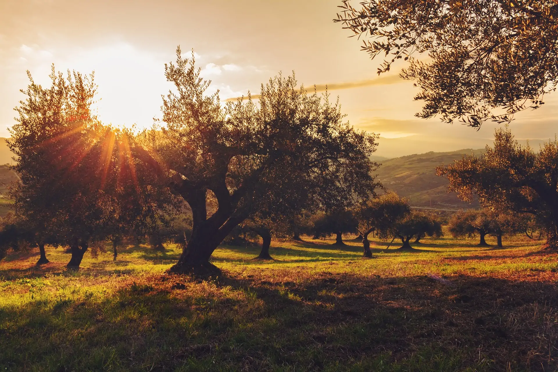 Estrategias de Fertilización y Tratamiento del Olivar con productos bcfertilis de alta calidad