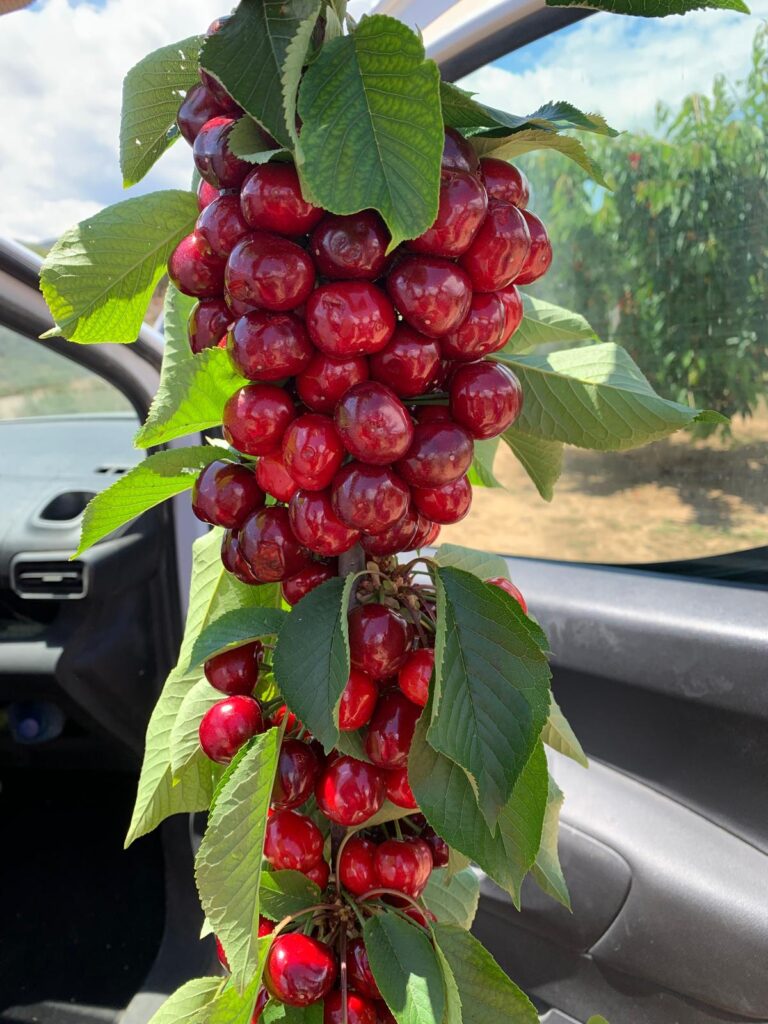 Cerezas impresionantes por el tratamiento de ACTICAL Y MARLOX GB