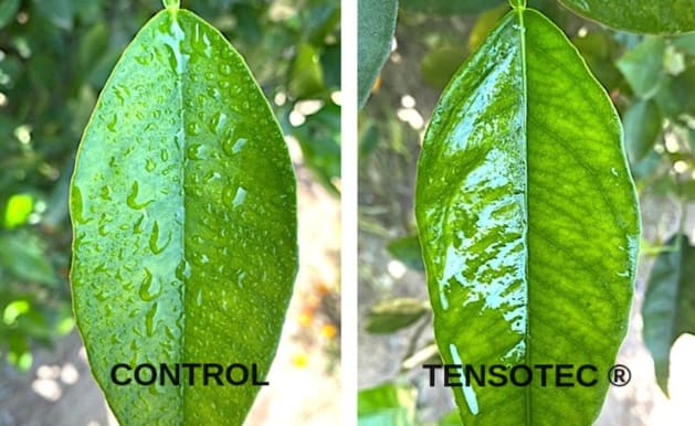 hojas tratadas con coadyuvante foliar, que muestran el efecto que desempeñan